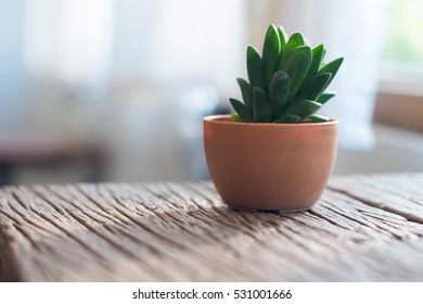 Cactus in a pot with space for text on wood table in white room - Shutterstock ID 531001666