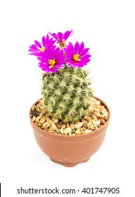 Cactus Purple Flower On White Background