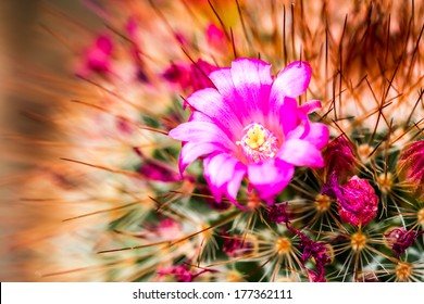 cactus in Queen Sirikit Botanic Garden,chiangmai Thailand