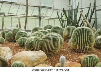 Cactus in Queen Sirikit botanical garden,Chiangmai,Thailand