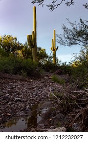 Cactus Reflected In A Puddle Of Water In A Wash Near The Ringtail Trail In Saguaro National Park, West Of Tucson, Arizona. Cat's Claw Acacia, And Mesquite Tree Branches Frame The Photo. October 2018.