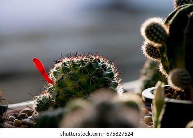 Cactus With Rim Light