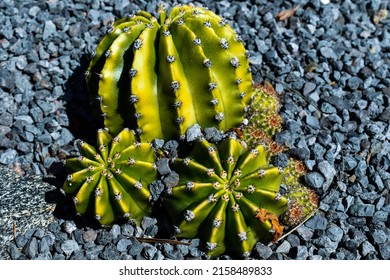 Cactus In A Rock Garden