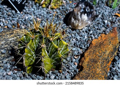 Cactus In A Rock Garden