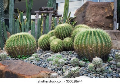 Cactus In Rock Garden