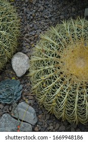 Cactus In Rock Garden With Succulent