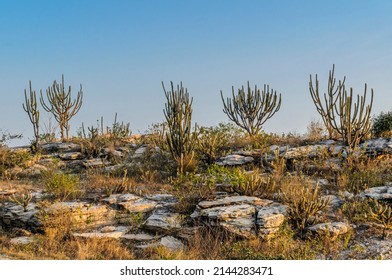 Cactus, rocks and typical vegetation of the Brazilian Caatinga Biome in Junco do Serido, Paraiba, Brazil. - Shutterstock ID 2144283471