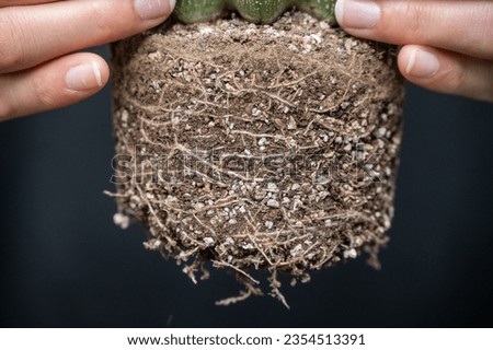 A cactus roots bound after taking of the pot. As plants grown in containers mature, their developing roots eventually will run out of space.