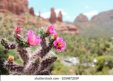 Cactus In Sedona, AZ