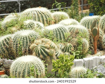 cactus in a selective focus 