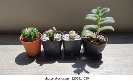 cactus and shadow0