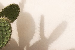 Sombras De Cactus En Un Fondo Rosado