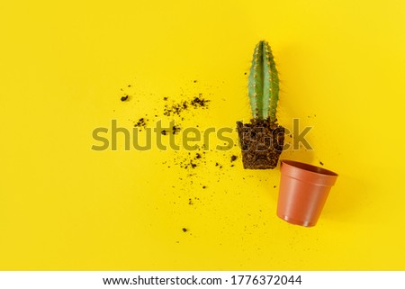 Similar – Image, Stock Photo Stacheliger grüner Kaktus mit oranger Blüte