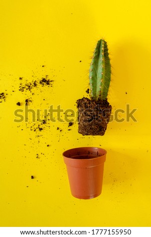 Similar – Image, Stock Photo Stacheliger grüner Kaktus mit oranger Blüte