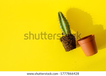 Similar – Image, Stock Photo Stacheliger grüner Kaktus mit oranger Blüte