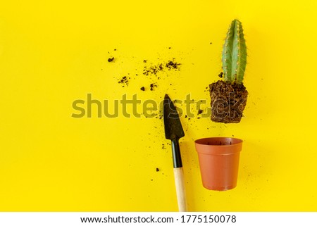 Similar – Image, Stock Photo Stacheliger grüner Kaktus mit oranger Blüte