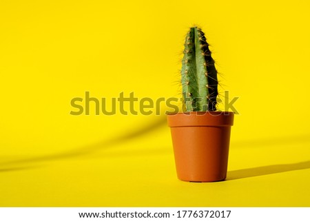 Similar – Image, Stock Photo Stacheliger grüner Kaktus mit oranger Blüte