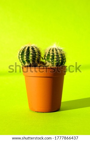 Similar – Image, Stock Photo Stacheliger grüner Kaktus mit oranger Blüte