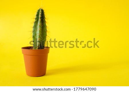 Similar – Image, Stock Photo Stacheliger grüner Kaktus mit oranger Blüte