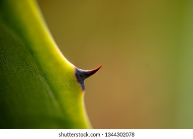 cactus sharp spike