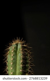 Cactus with sharp spines on dark background close up