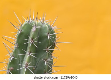 Cactus With Sharp Thorns,copy Space.