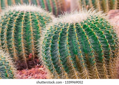 Cactus with sharp thorns,copy space.