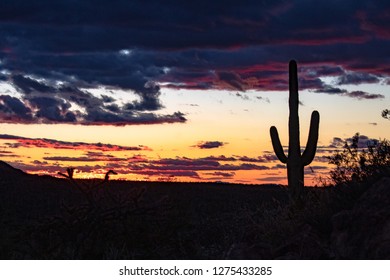 Cactus In Silhouette After A Colorful Sunset In Saguaro National Park West Of Tucson, Arizona. Purple, Pink, Red, Blue And Other Colors In The Clouds Of The Sonoran Desert Sky At Dusk. Winter 2018. 