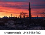 Cactus Silhouettes of the Sonoran Desert after a dramatic sunset