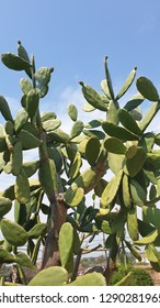 Cactus with Sky