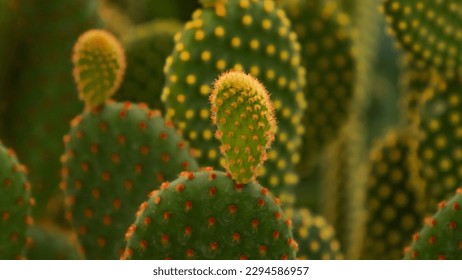 Cactus, a small plant in a pot, with spiky thorns, vibrant colors, yellows, oranges, browns, greens, all lovely, close up shot to show the details. - Powered by Shutterstock