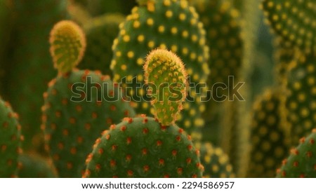 Cactus, a small plant in a pot, with spiky thorns, vibrant colors, yellows, oranges, browns, greens, all lovely, close up shot to show the details.