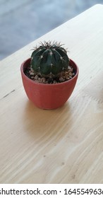 Cactus in a small pot