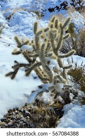 Cactus in Snow