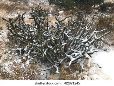 cactus in snow