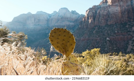 Cactus Soaking Up The Afternoon Sun In Zion National Park 