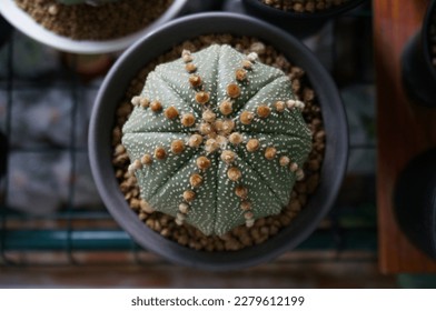 Cactus species Astrophytum Asterias. In a black plastic pot. - Shutterstock ID 2279612199