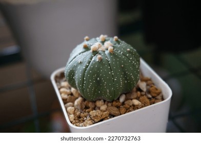 Cactus species Astrophytum Asterias. In a white plastic pot. - Shutterstock ID 2270732763