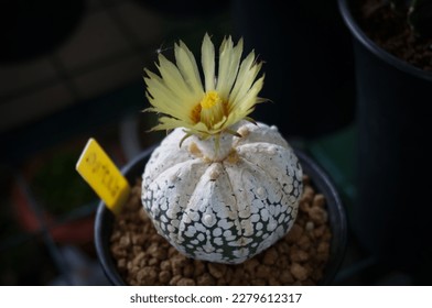 Cactus species Astrophytum Asterias. In a white plastic pot. - Shutterstock ID 2279612317