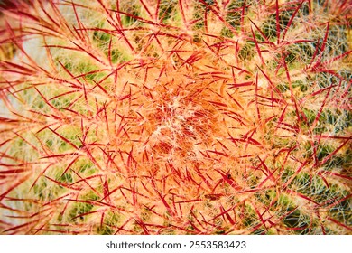 Cactus Spines Close-Up Radiating Pattern Macro View - Powered by Shutterstock