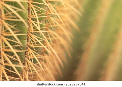 Cactus spines close-up, selective focus. Green cactus, plant, natural background. Sharp spines - Powered by Shutterstock