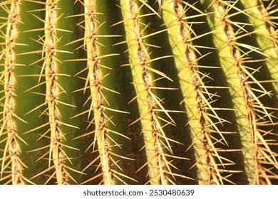 Cactus spines close-up, selective focus. Green cactus, plant, natural background. Sharp spines - Powered by Shutterstock