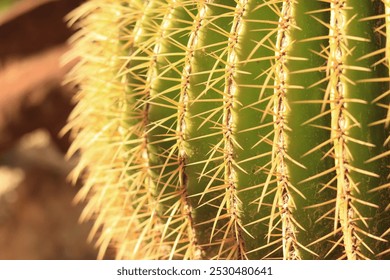 Cactus spines close-up, selective focus. Green cactus, plant, natural background. Sharp spines - Powered by Shutterstock