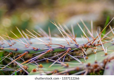 Cactus spines just begging to be touched - Powered by Shutterstock