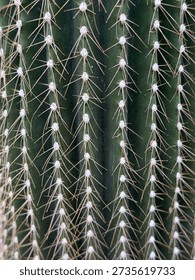 Cactus Spines Pattern in Vertical Rows – Close Up Texture