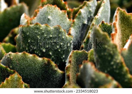 Cactus spines are produced from specialized structures called areoles, a kind of highly reduced branch. Areoles are an identifying feature of cacti. As well as spines, areoles give rise to flowers, wh Stock photo © 