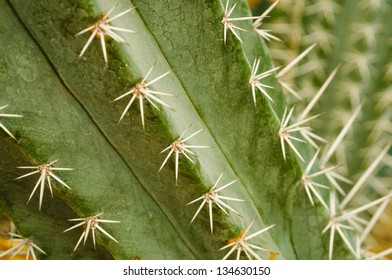 Cactus with spiny