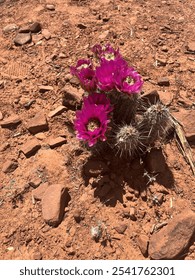 Cactus Spring Bloom in the Desert