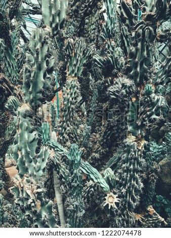Cactus at strove