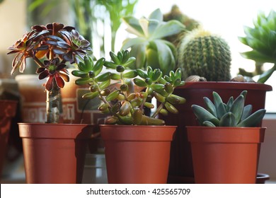 Cactus and succulent - Powered by Shutterstock